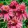 Echinacea purp. 'Doppeldecker'