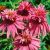 Echinacea purp. 'Doppeldecker'