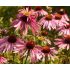 Echinacea purp. 'Doppeldecker'
