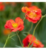 Geum ´Scarlet Tempest´