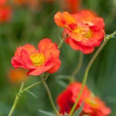 Geum ´Scarlet Tempest´