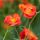 Geum ´Scarlet Tempest´