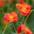 Geum ´Scarlet Tempest´