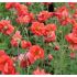 Geum ´Scarlet Tempest´