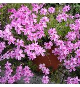 Phlox subulata ´Moerheimii´