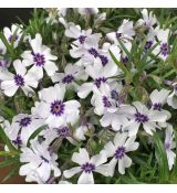 Phlox subulata ´Bavaria´