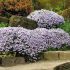 Phlox subulata ´Bavaria´