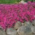 Phlox subulata 'Scarlet Flame'
