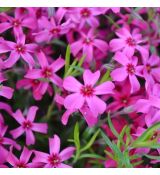 Phlox subulata 'Scarlet Flame'