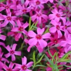 Phlox subulata 'Scarlet Flame'