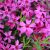 Phlox subulata 'Scarlet Flame'