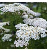 Achillea filipendula ´Heinrich Vogeler´