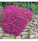 Aubrieta ´Royal Red´