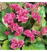 Bergenia cordifolia