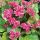Bergenia cordifolia