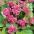 Bergenia cordifolia