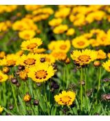 Coreopsis grandiflora ´Sunfire´