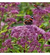 Eupatorium Dubium ´Baby Joe´
