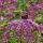 Eupatorium Dubium ´Baby Joe´