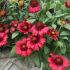 Gaillardia x grandiflora ´Mesa Red´