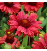 Gaillardia x grandiflora ´Mesa Red´
