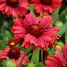 Gaillardia x grandiflora ´Mesa Red´