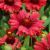 Gaillardia x grandiflora ´Mesa Red´