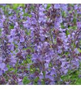 Nepeta x faassenii