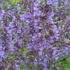 Nepeta x faassenii