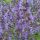 Nepeta x faassenii