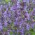 Nepeta x faassenii