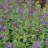 Nepeta x faassenii