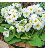 Primula vulgaris ´Yellow eye cream´