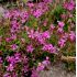 Silene schafta