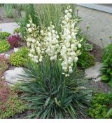 Yucca filamentosa