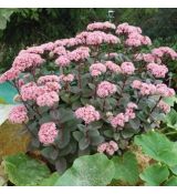Sedum ´Matrona´