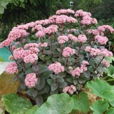 Sedum ´Matrona´