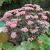 Sedum ´Matrona´