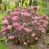 Sedum ´Matrona´