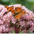 Sedum ´Matrona´