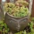 Sedum reflexum ´Cristatum´