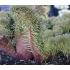 Sedum reflexum ´Cristatum´