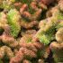 Sedum reflexum ´Cristatum´