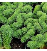 Sedum reflexum ´Cristatum´