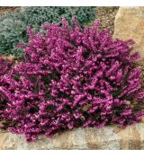 Erica darleyensis 'Kramer's Red'