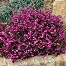 Erica darleyensis 'Kramer's Red'