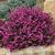 Erica darleyensis 'Kramer's Red'