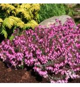 Erica carnea ´Wintersonne´