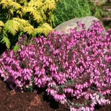 Erica carnea ´Wintersonne´