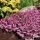 Erica carnea ´Wintersonne´